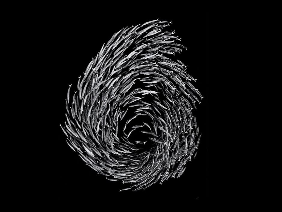 Swarm Intelligence
