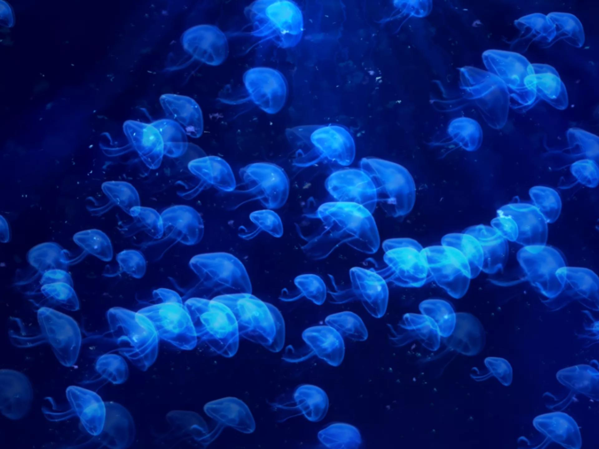 Swarm AI